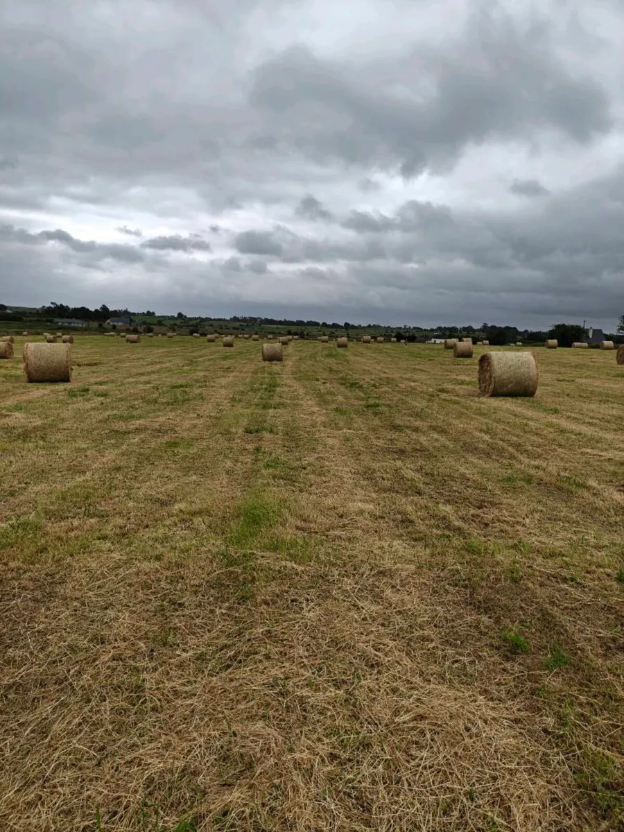 Cracking hay - Image 3