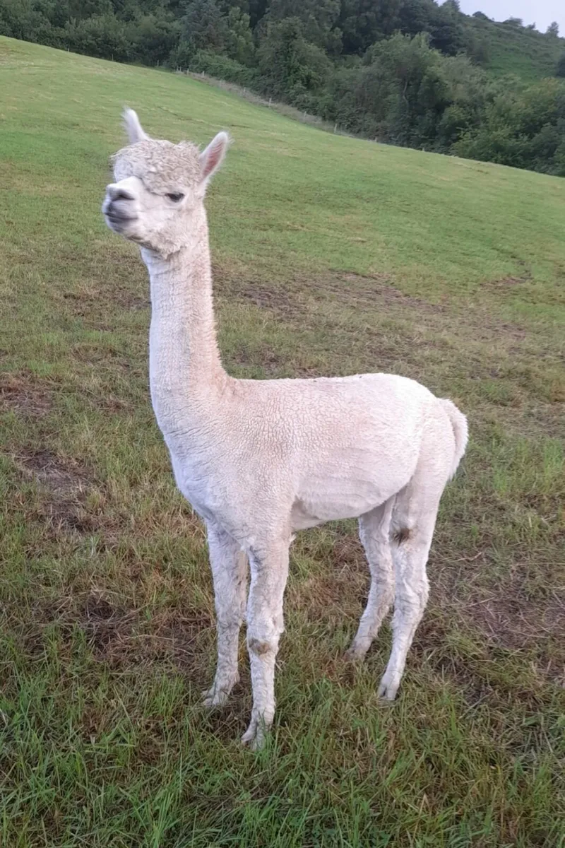 Alpaca Stud - Image 2