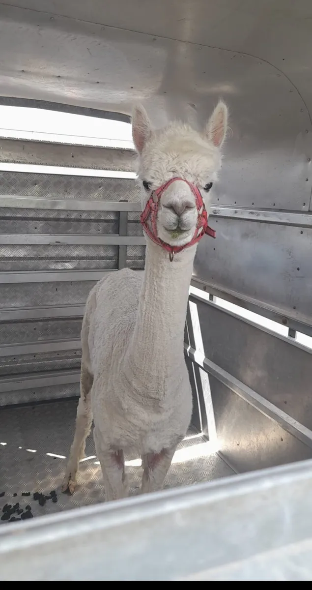 Alpaca Stud - Image 3