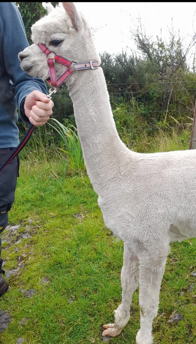 Alpaca Stud - Image 1