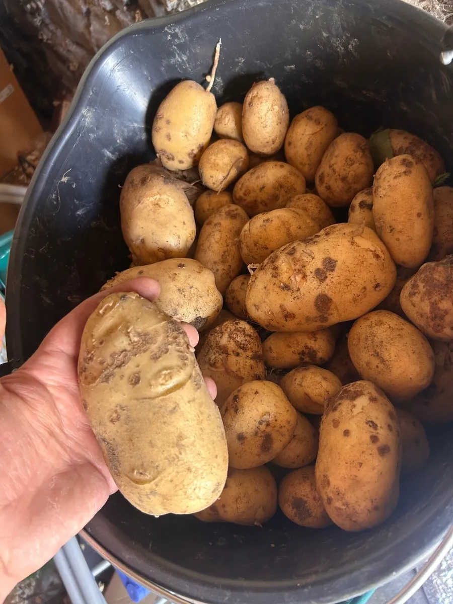 New season potatoes Available Now - Image 3