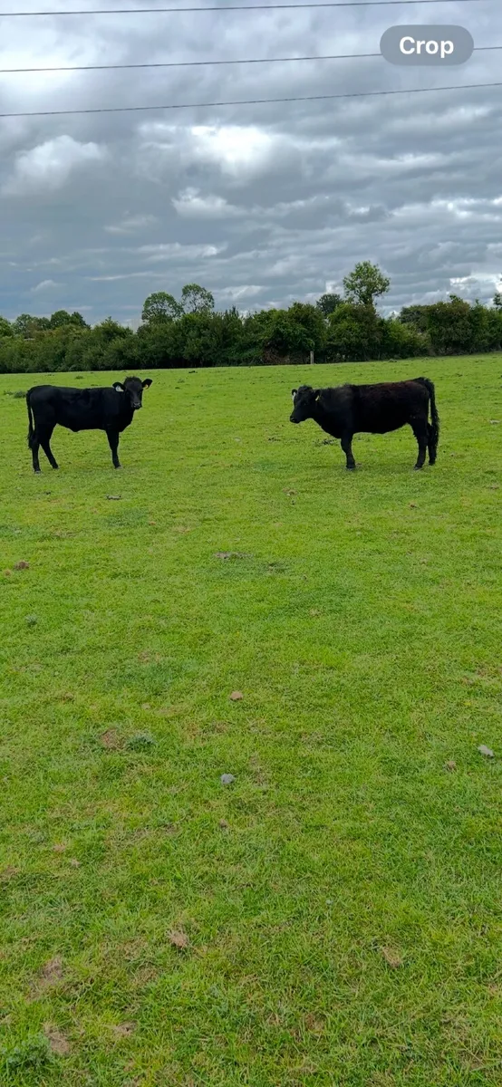 Dexter cattle - Image 2