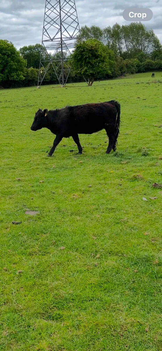 Dexter cattle - Image 3