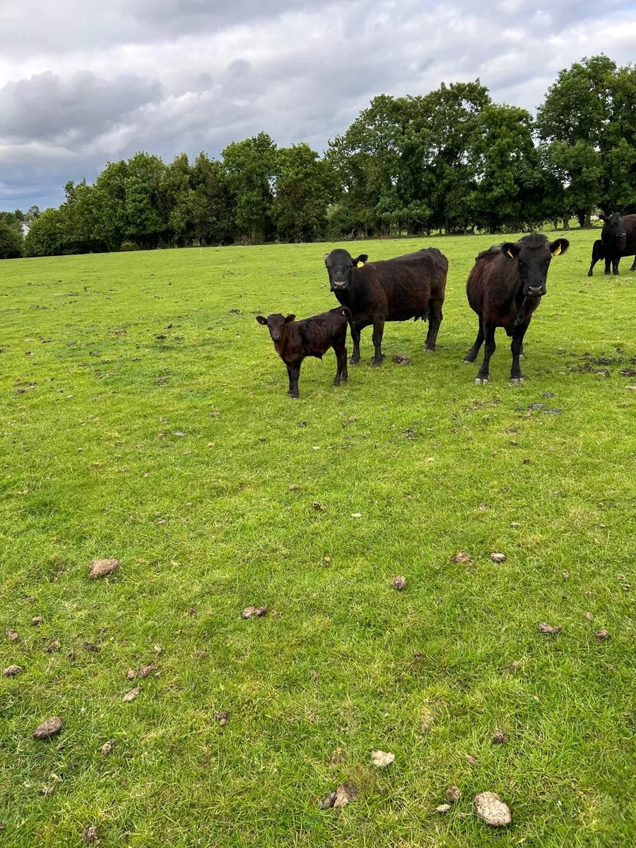 Dexter cattle - Image 4
