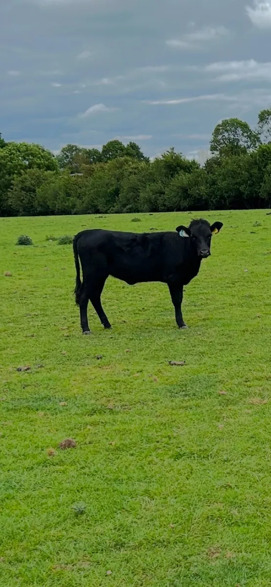 Dexter cattle - Image 1