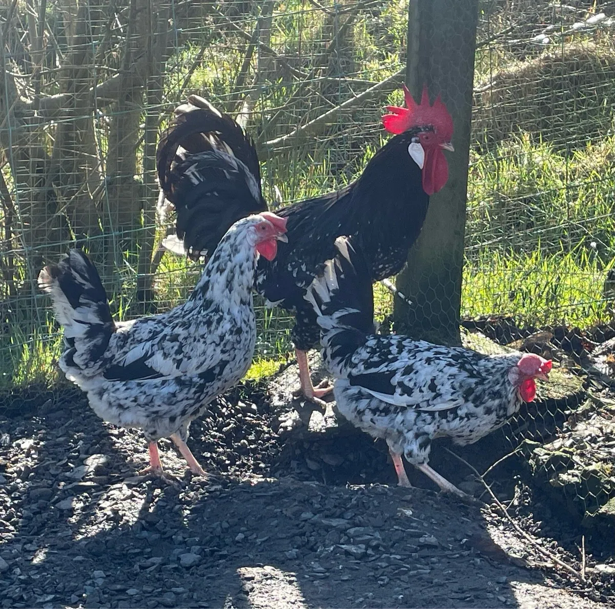 Trio of Exchequer leghorns - Image 1