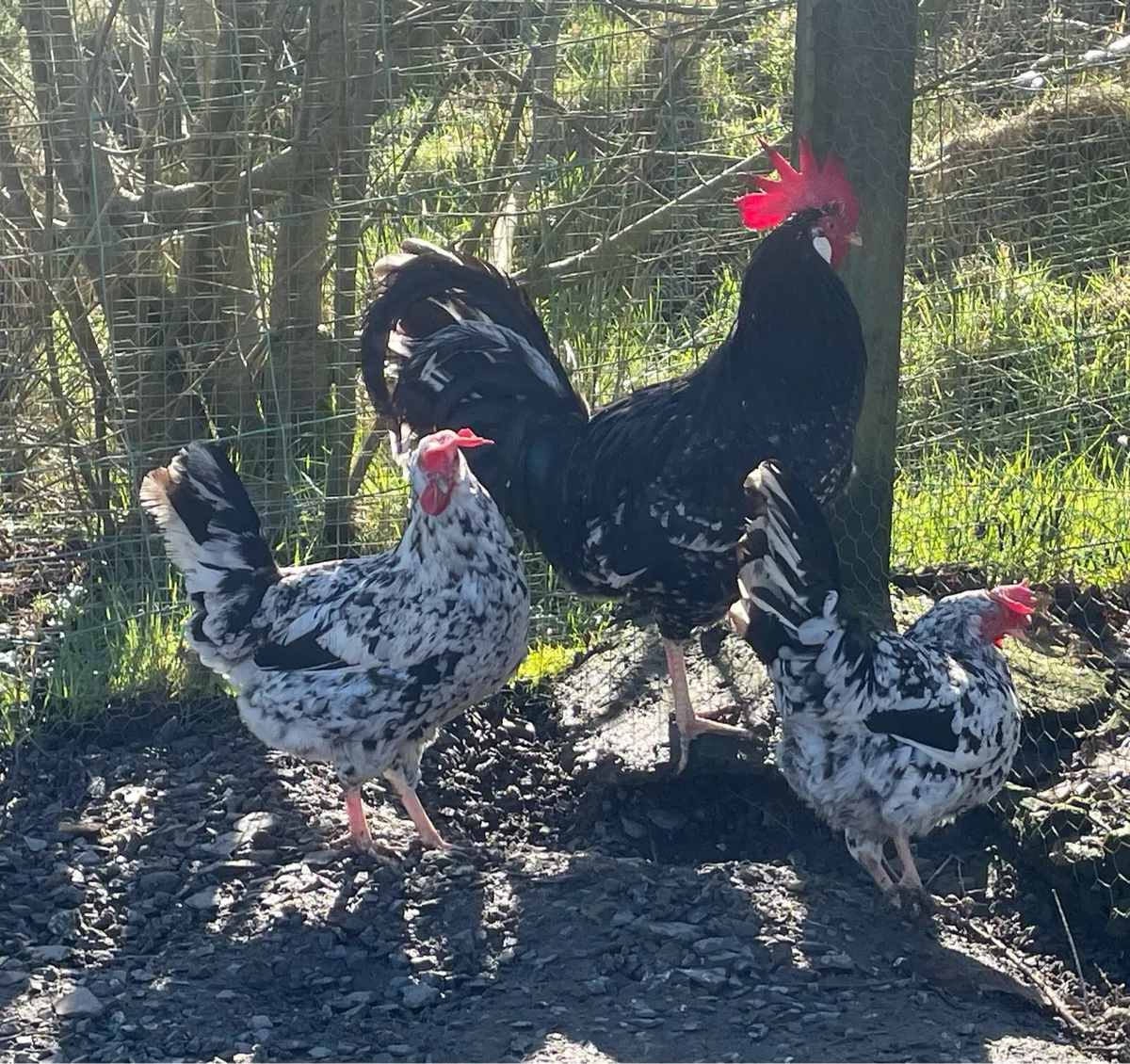 Trio of Exchequer leghorns - Image 2