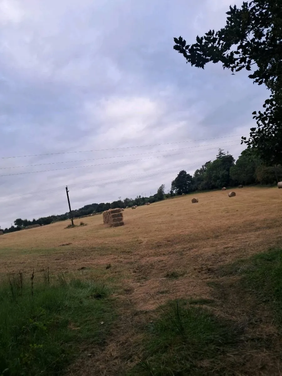 Hay
