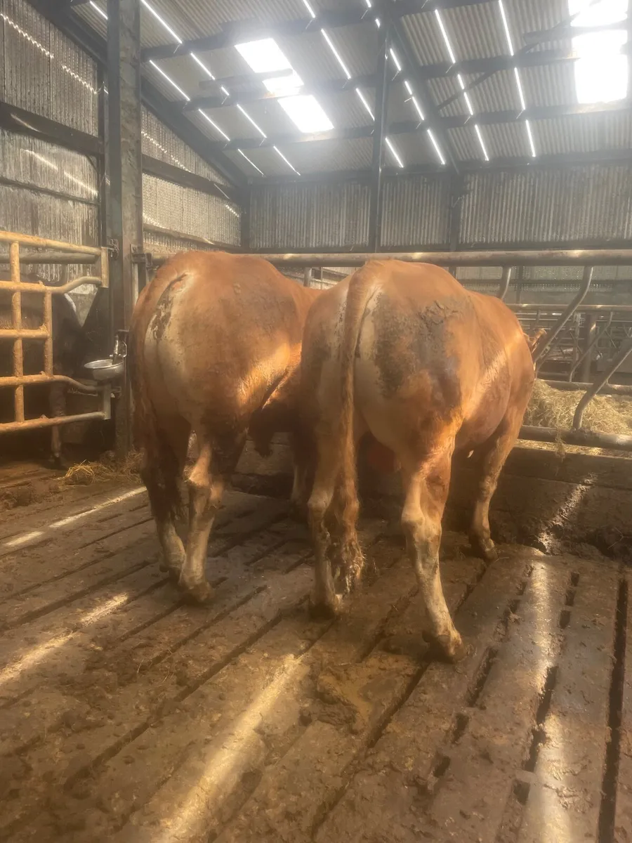 Limousin bulls - Image 2