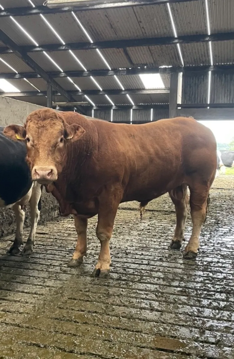 Limousin bulls - Image 1