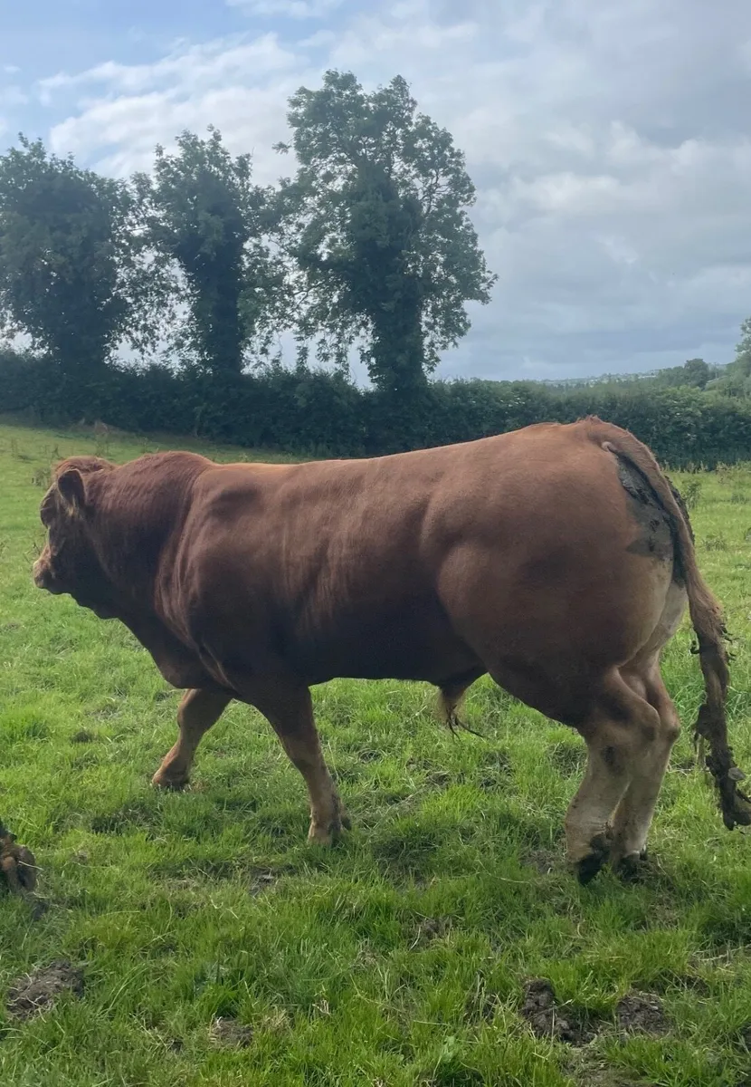 Limousin bulls - Image 3