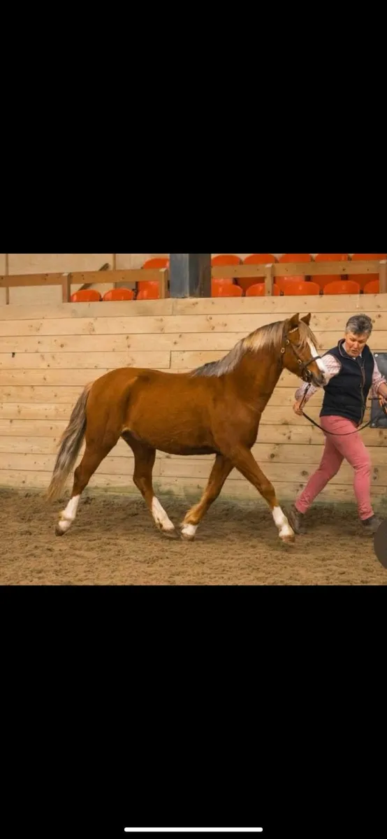 Welsh section B gelding show hunter pony