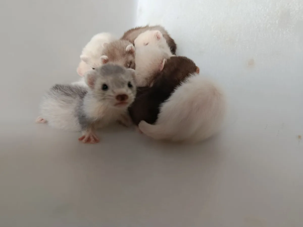 Ferrets - Image 1
