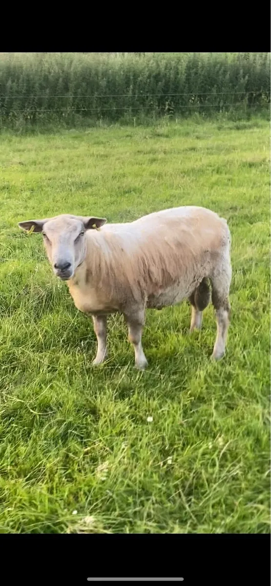 Charolais ram - Image 1