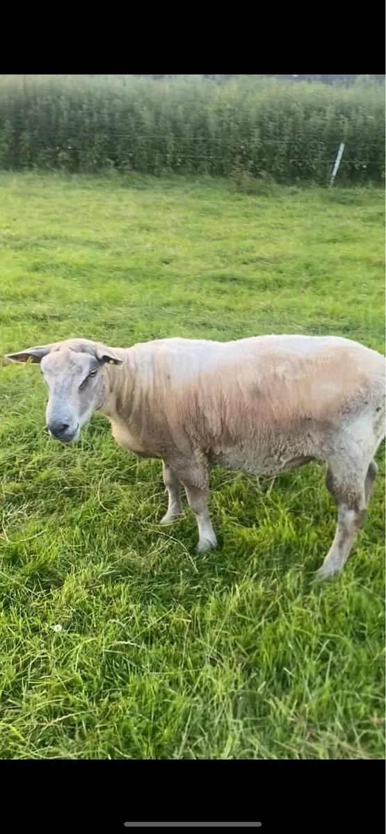 Charolais ram - Image 2