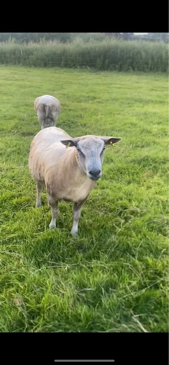 Charolais ram - Image 3