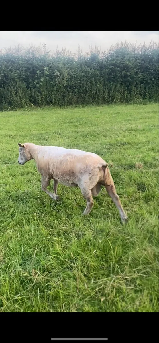 Charolais ram - Image 4