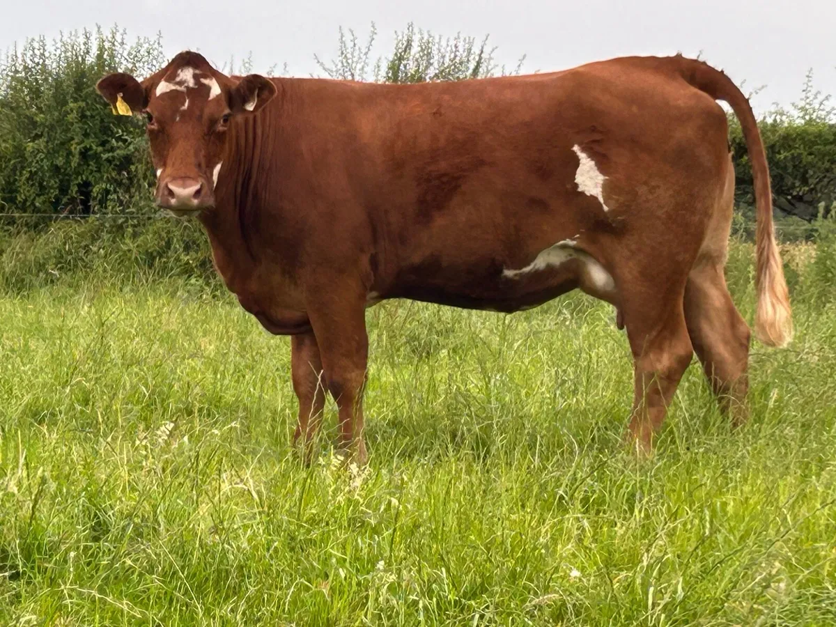 super first calved heifer - Image 4
