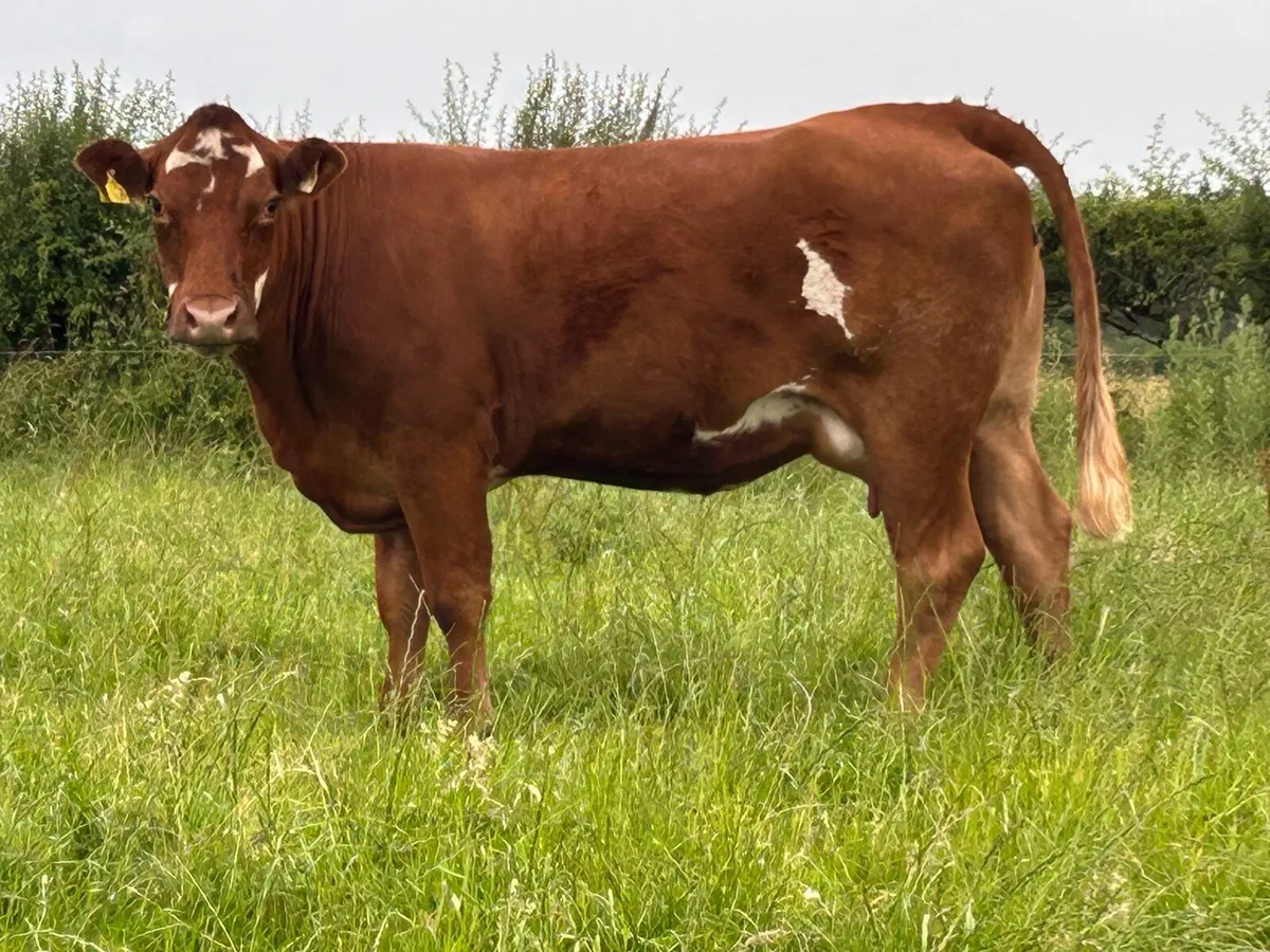super first calved heifer - Image 2