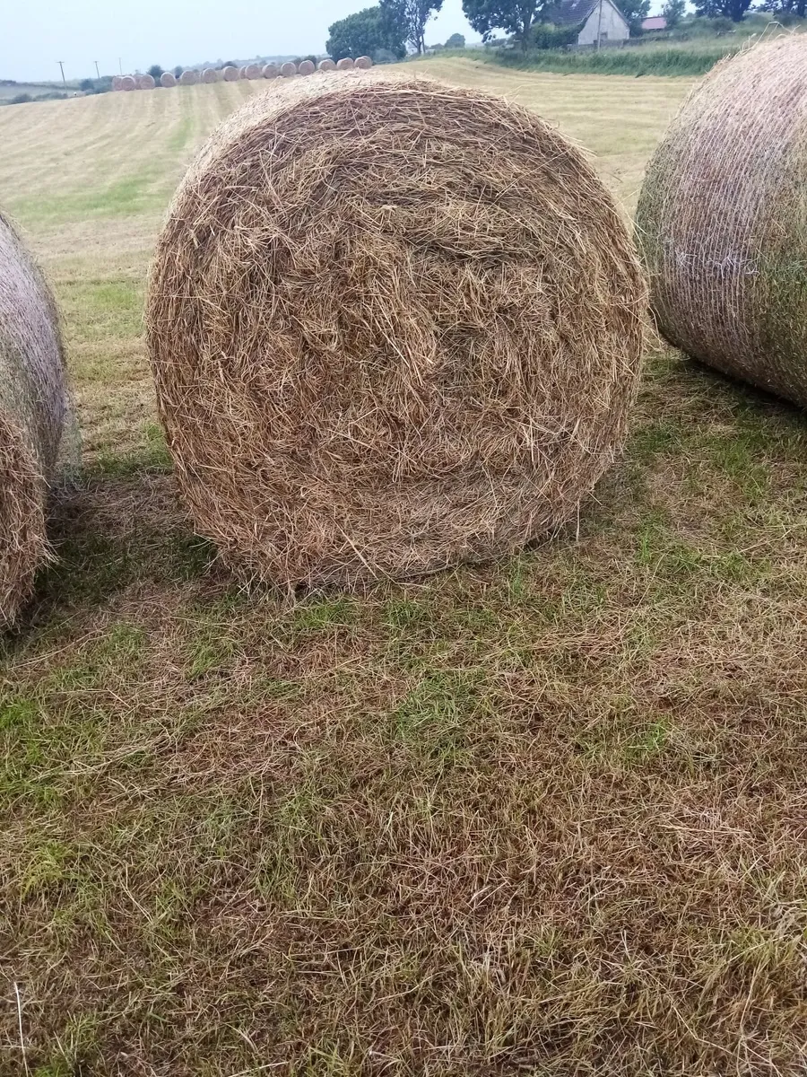 Round bales off hay for sale - Image 1