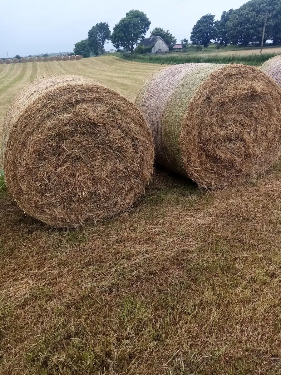 Round bales off hay for sale - Image 2
