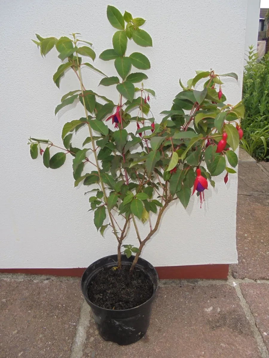 Large Fuchsia in pot