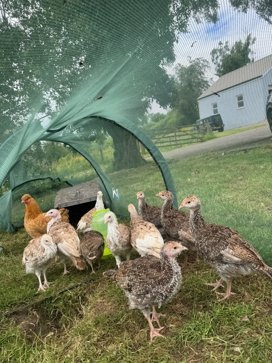Turkeys