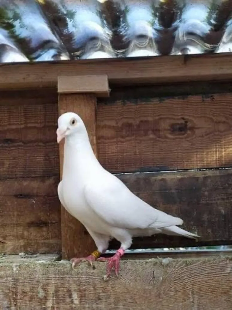 Snow White Logan pigeons