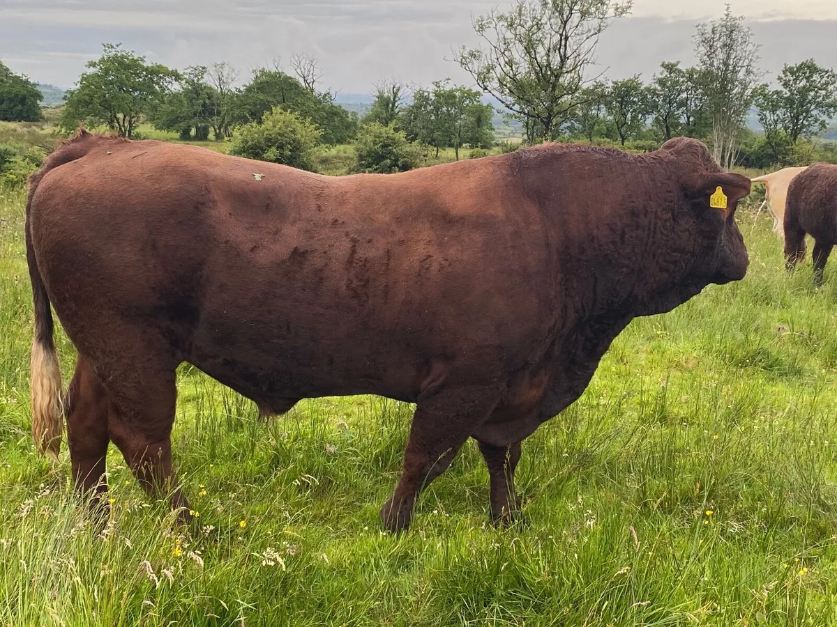 PB Salers bull - Image 2