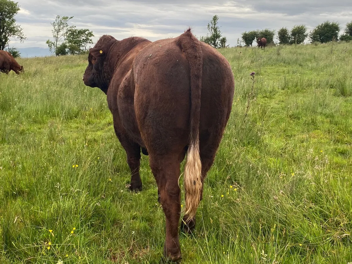 PB Salers bull - Image 3