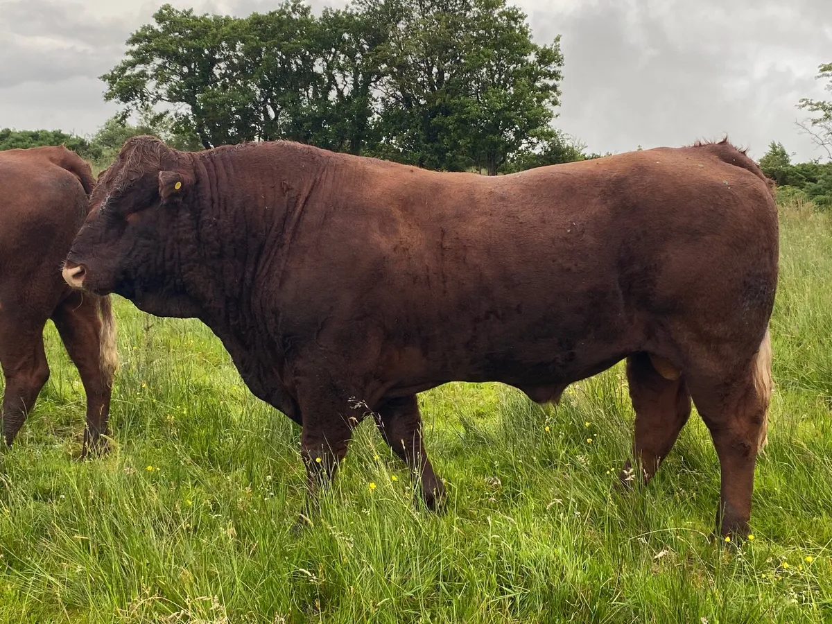 PB Salers bull - Image 1
