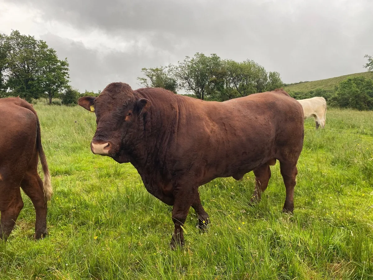 PB Salers bull - Image 4