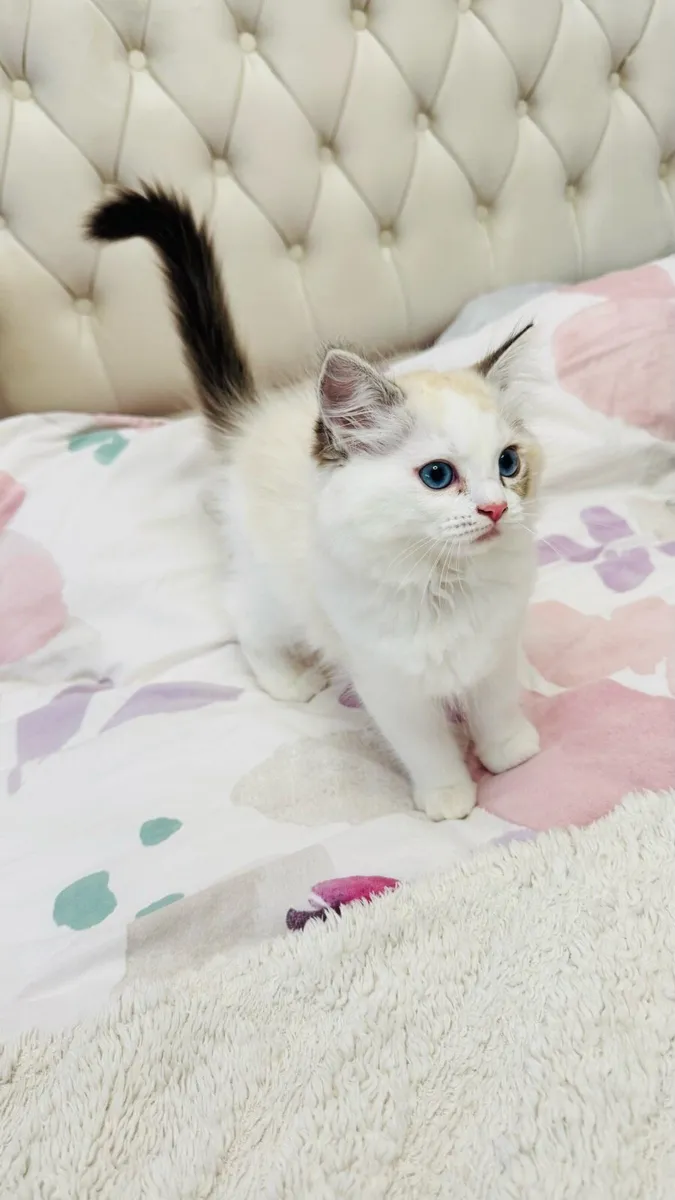 Pure breed Ragdoll kitten, last available - Image 2