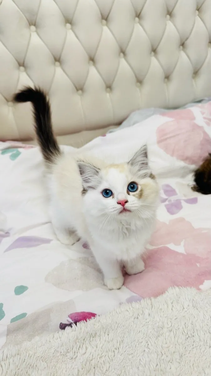 Pure breed Ragdoll kitten, last available - Image 1