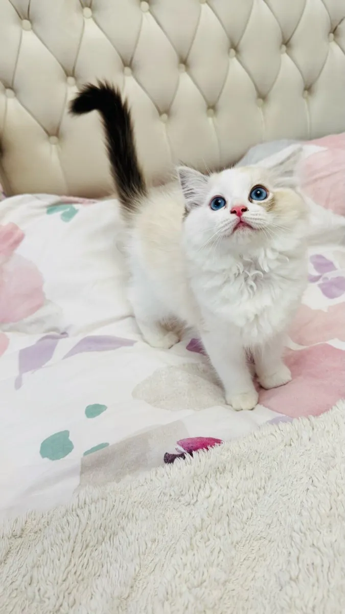 Pure breed Ragdoll kitten, last available - Image 3