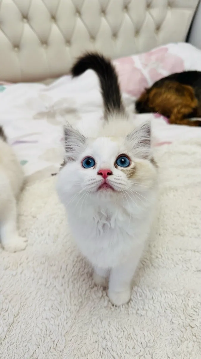 Pure breed Ragdoll kitten, last available - Image 4