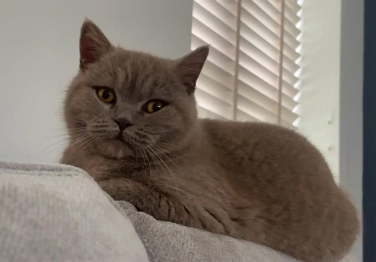 Female British shorthair Fawn colour - Image 3