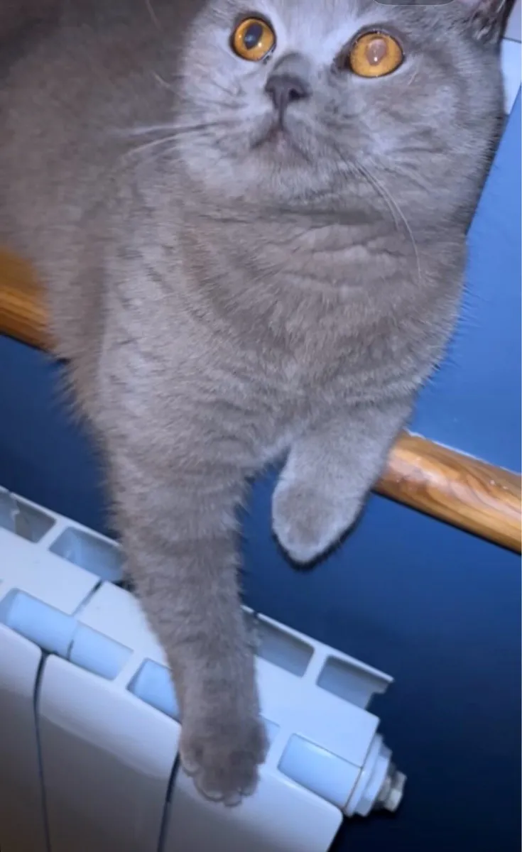 Female British shorthair Fawn colour - Image 4
