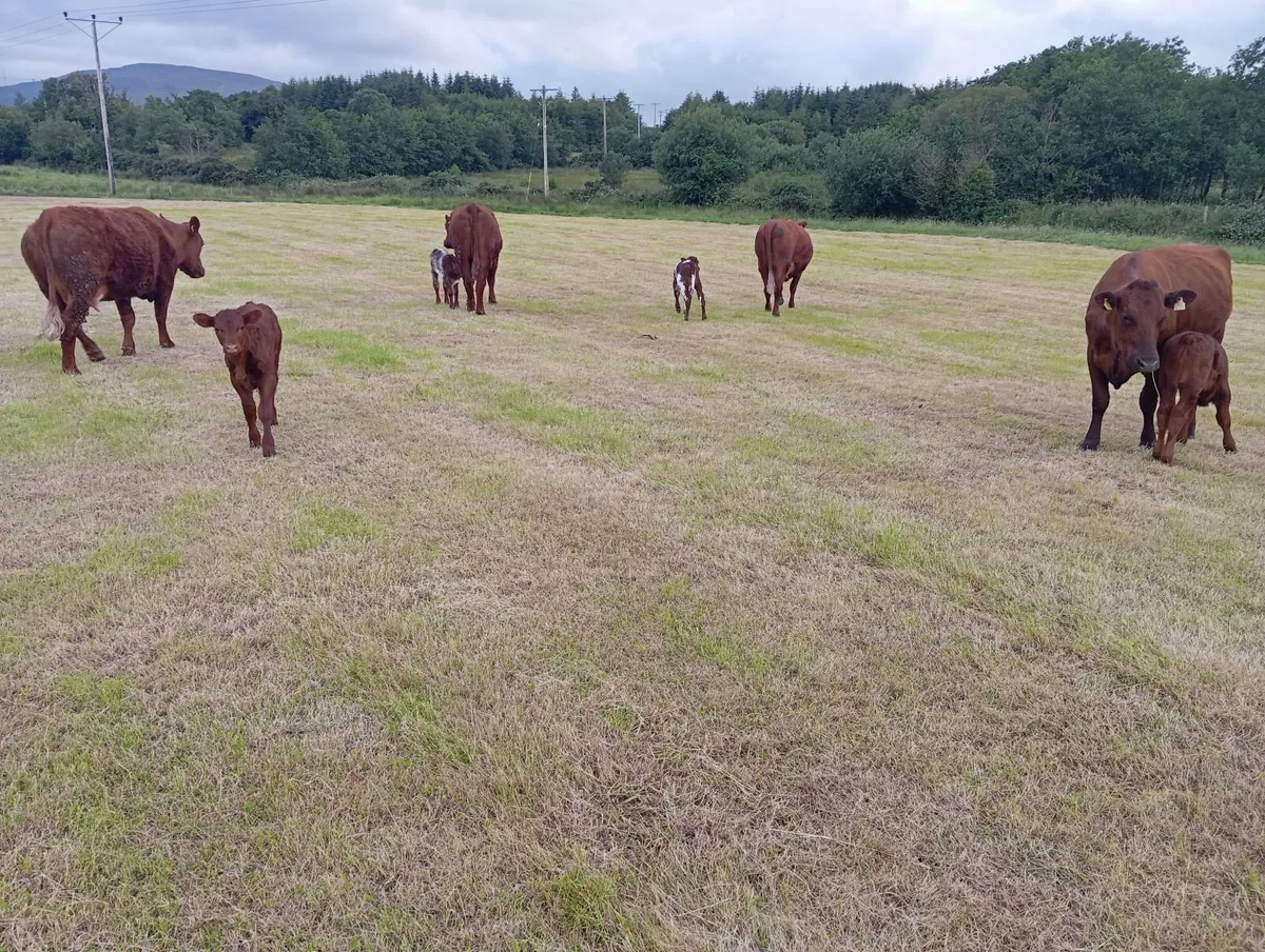 First calved heifers and calves - Image 1