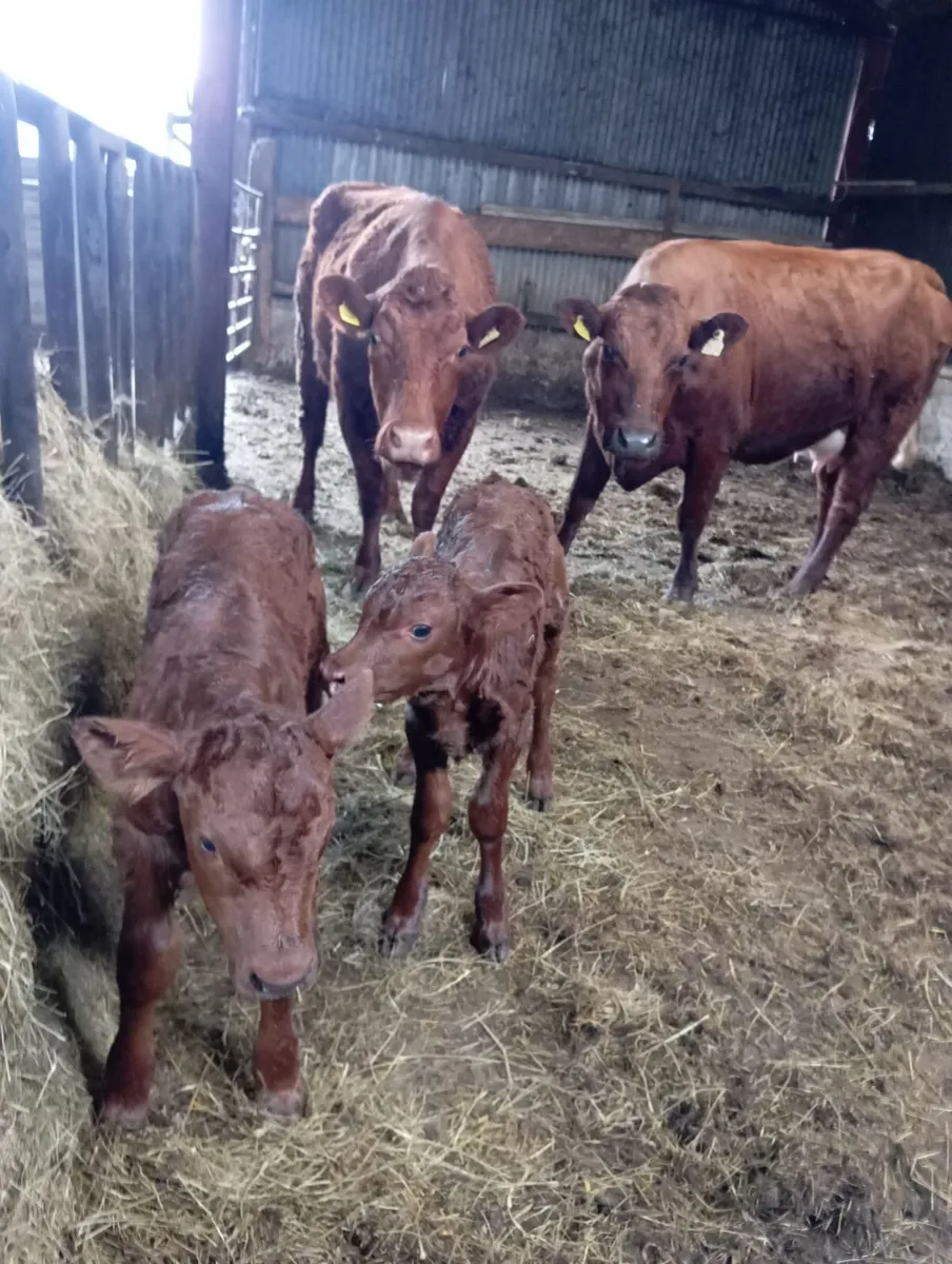 First calved heifers and calves - Image 2