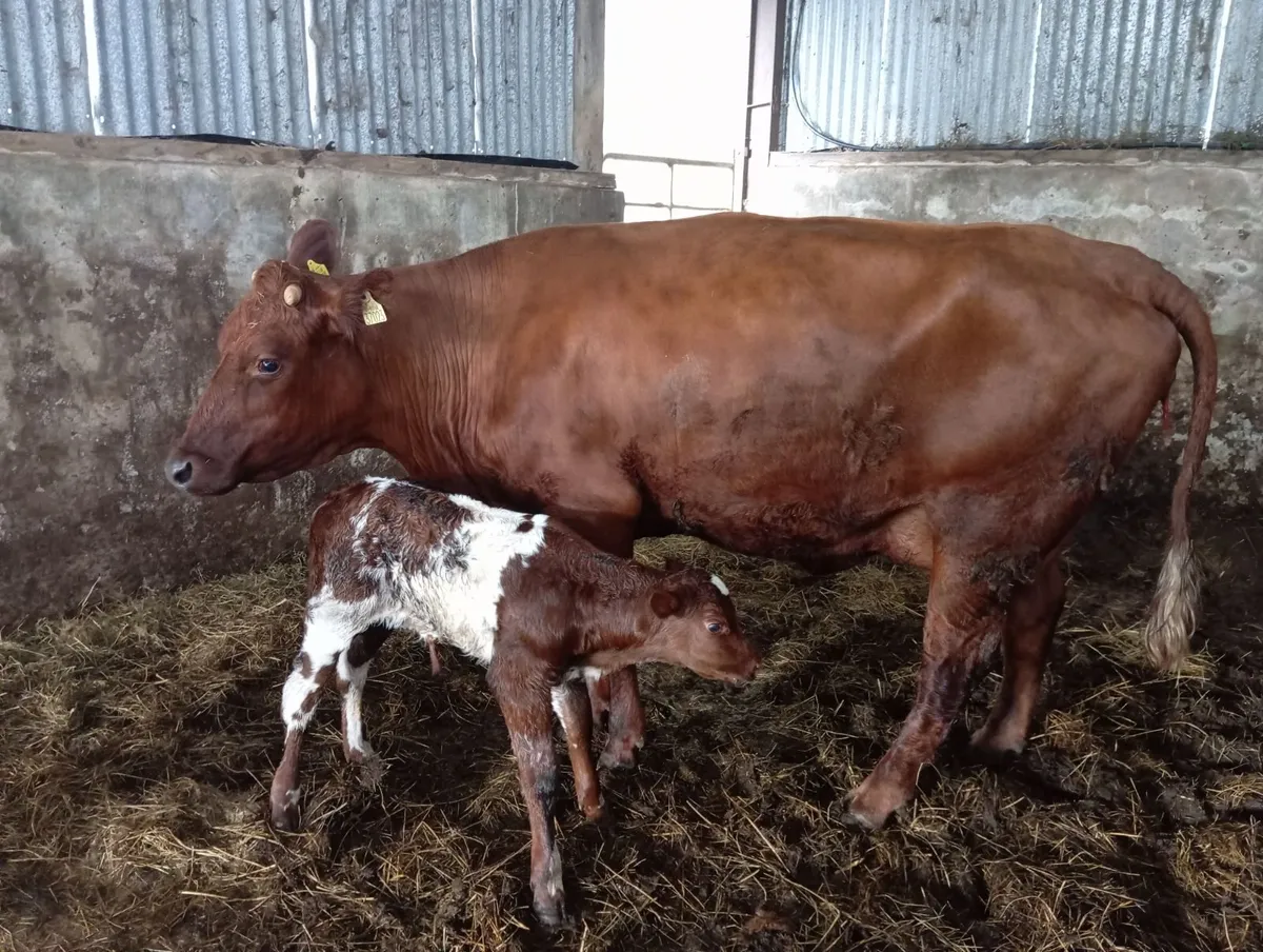 First calved heifers and calves - Image 3