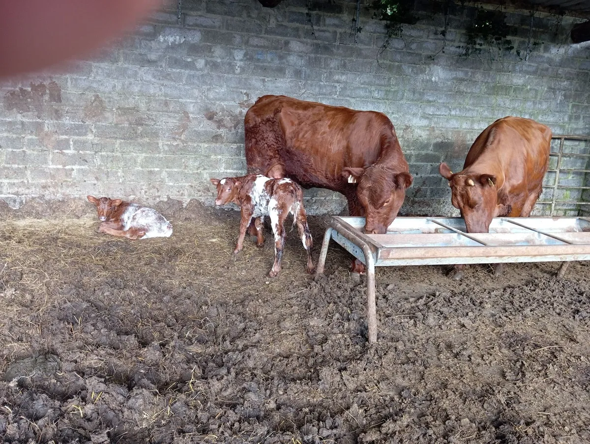First calved heifers and calves - Image 4