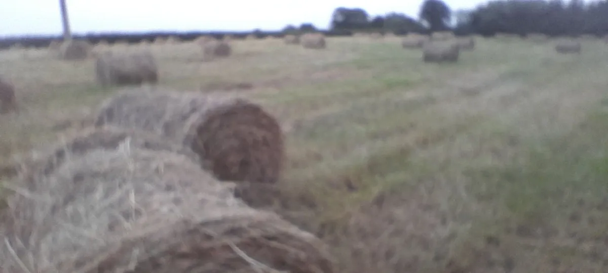Mini round bales hay - Image 3