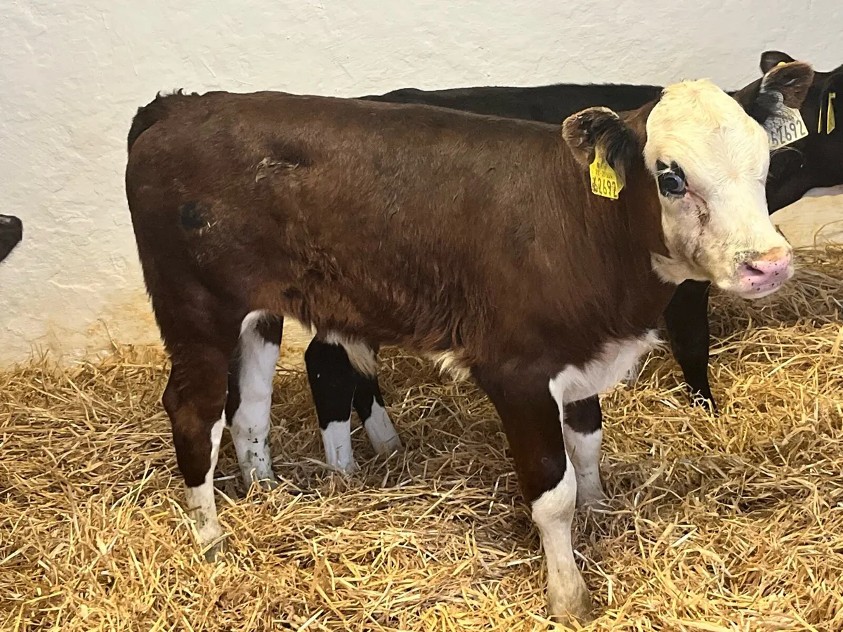 Suck Calves - Image 2
