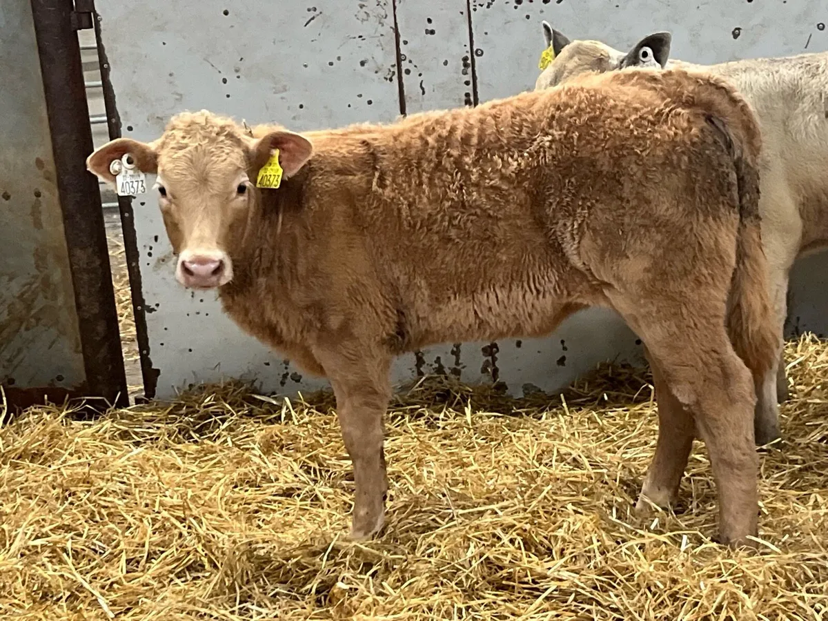 Suck Calves - Image 3