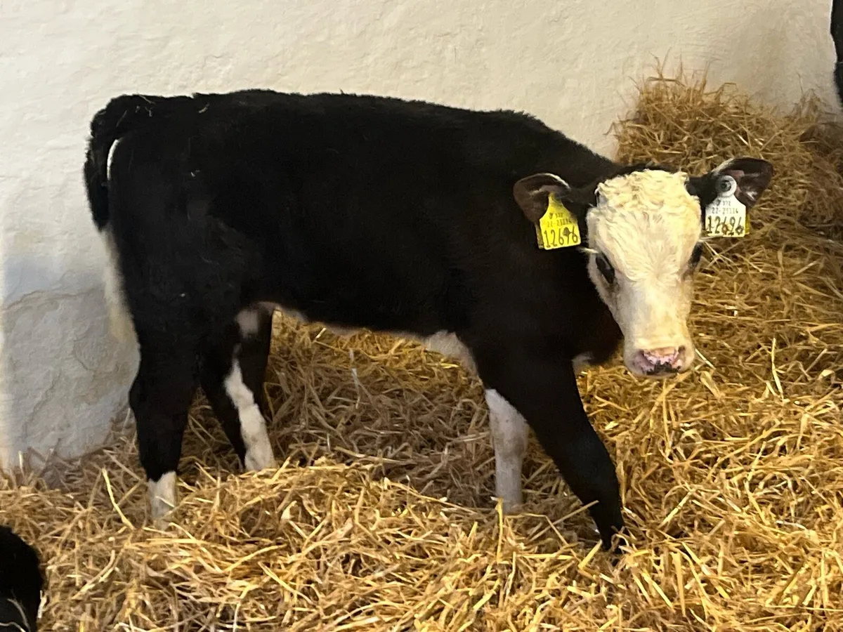 Suck Calves - Image 4