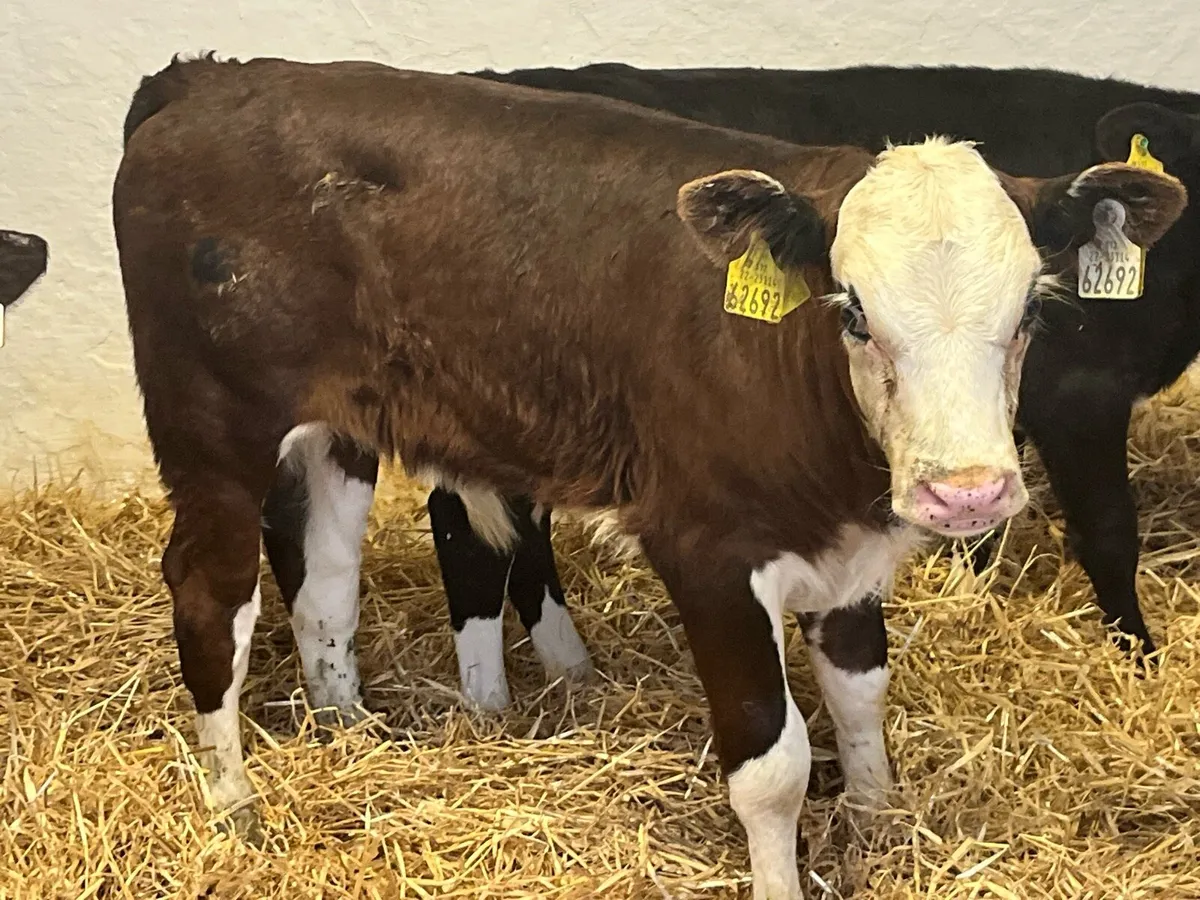Serious Strong Bull Calves - Image 4