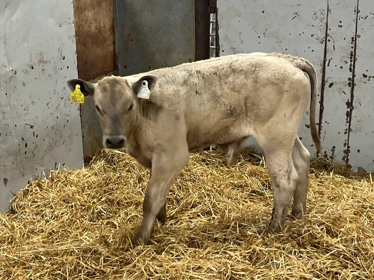 Suck Calves - Image 1