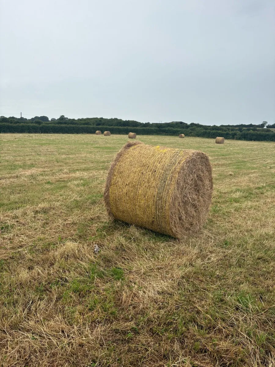 Hay & Silage - Image 2