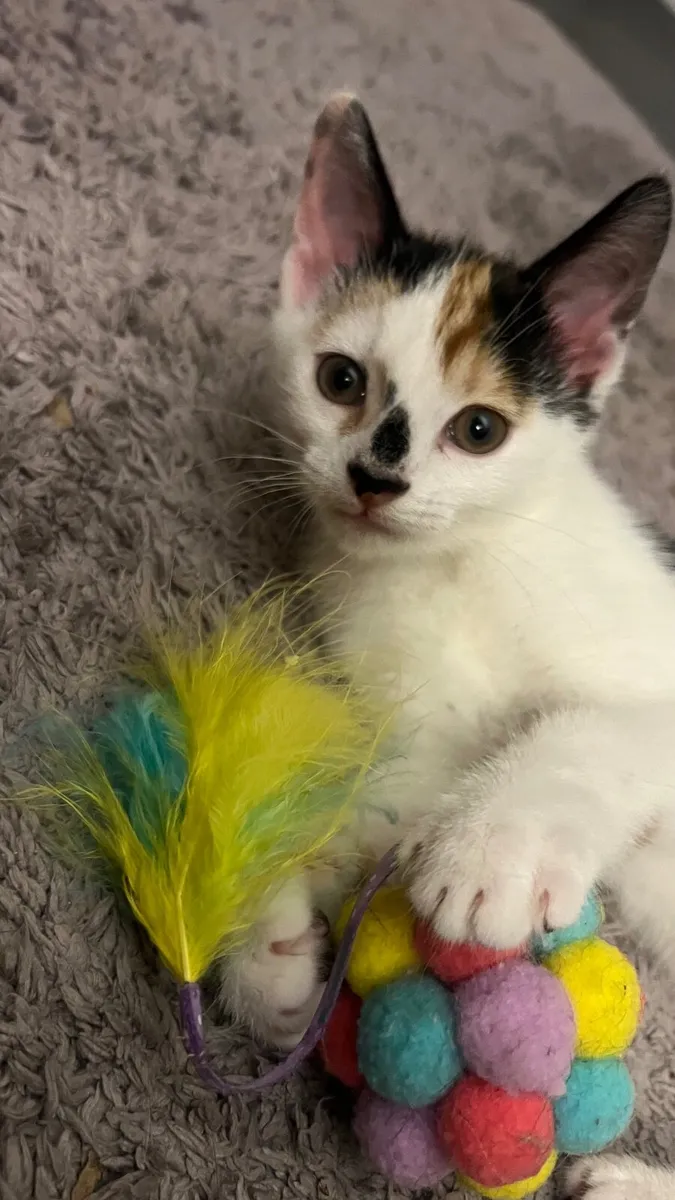 A female kitten 2 .5 months old - Image 1
